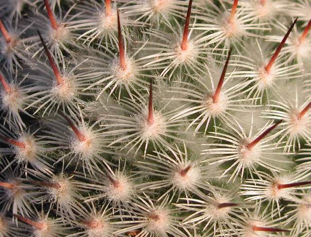 Mammillaria meissneri (2).jpg